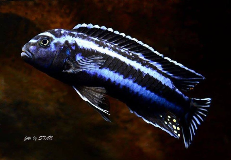 Pseudotropheus cyaneorhabdos 'Maingano Island'